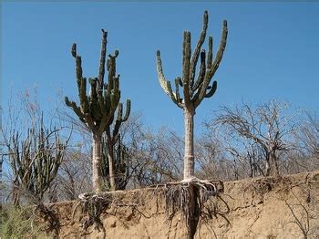 Xerophytes - AS91155