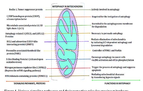 Various signaling pathways and their respective roles for ensuing... | Download Scientific Diagram