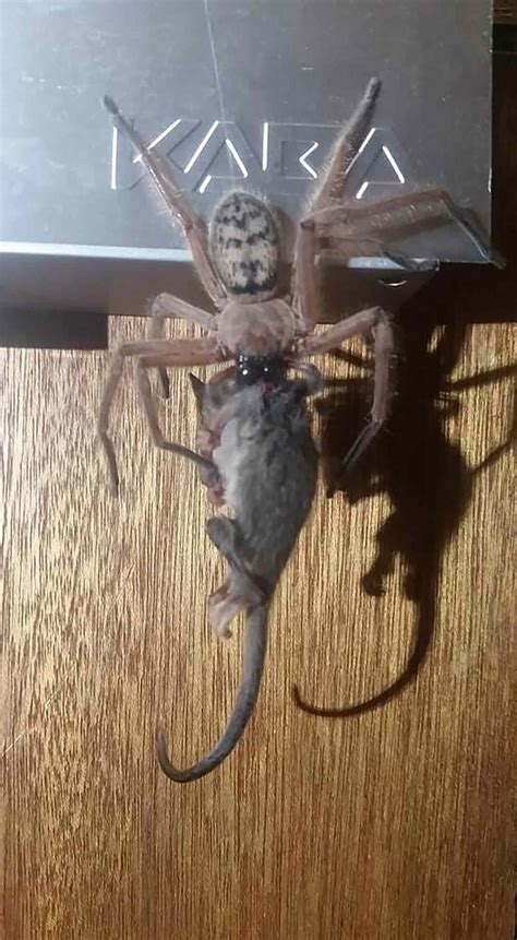 Huntsman Spider Eats Possum in Front of a Horrified Ski Lodge Guest