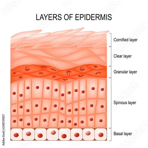 Layers of epidermis - Buy this stock vector and explore similar vectors at Adobe Stock | Adobe Stock