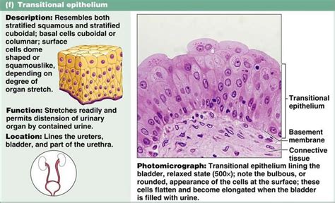 Transitional Epithelia (urinary bladder) | Human Biology | Pinterest | Tyger