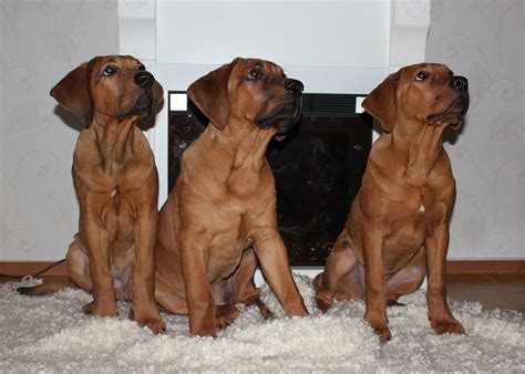 Tosa Inu Info, Temperament, Training, Diet, Puppies, Pictures