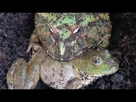 Pac man frog vs bullfrog. - YouTube