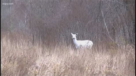 Good News For The Seneca White Deer | wgrz.com