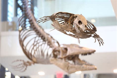 Giant fossils at KU’s new geology building recall time when Kansas was ...