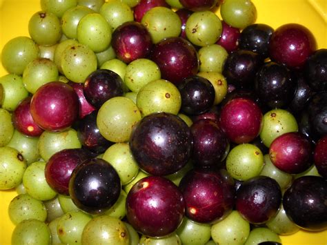 Joy In The Raw: It's Grape Sesaon: Scuppernong and Muscadine Grapes