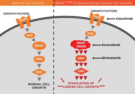 Targeted Drug Trio for Colorectal Cancer with BRAF Mutations - NCI