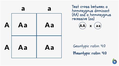 Phenotypic ratio - Definition and Examples - Biology Online Dictionary