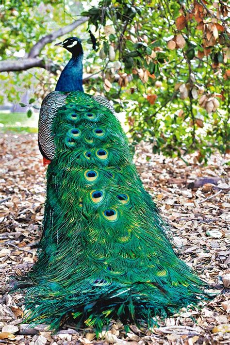 The dark side of the prettiest bird: Everything to know about raising peafowl