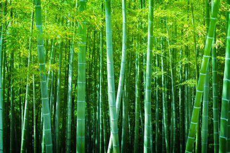 How Success is Like a Chinese Bamboo Tree - Matt Morris