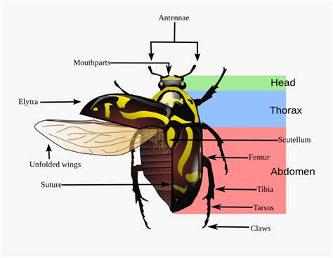 Beetle Morphology , Free Transparent Clipart - ClipartKey
