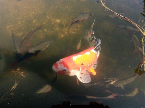 Big goldfish with other fish in pond - FREEPICS.UK