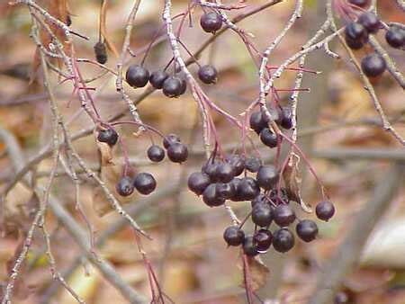 Chokeberries: Cooking Wiki