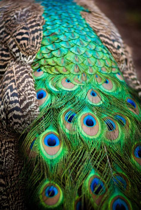 Image detail for -Peacock Feathers by ~atrphoto on deviantART Peacock ...