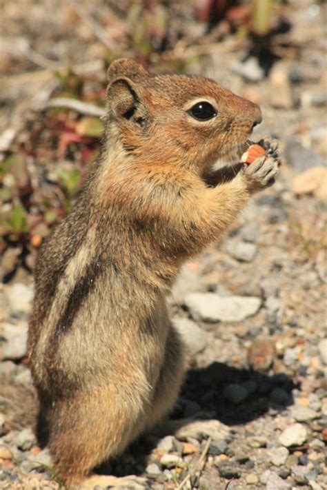 Mt St Helens Wildlife by FrancesColt on DeviantArt