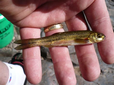 Northern dace ID help needed - Identification Assistance - NANFA Forum