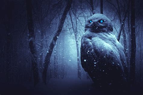 Owl Snow Forest · Free image on Pixabay