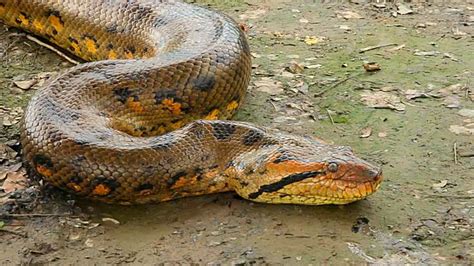 √99以上 amazon river anaconda snake images 243521 - Jpblopixtmhj0