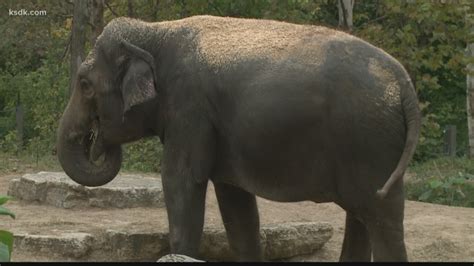 Pregnant Elephant Giving Birth