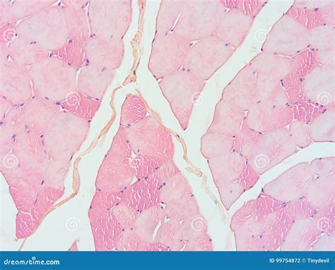 Histology Of Human Muscle Tendon Connection Tissue Stock Photo | CartoonDealer.com #99754872