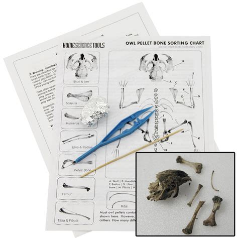 Owl Pellet Dissection Kit: Learn How To Dissect an Owl Pellet