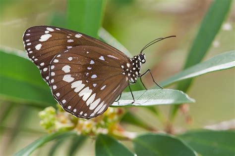 "Common Crow Butterfly, Australia" by Bruce Thomson | Redbubble