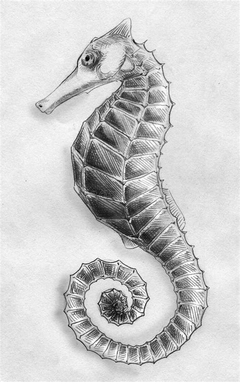 Sea horse pencil sketch stock illustration. Illustration of animal ...