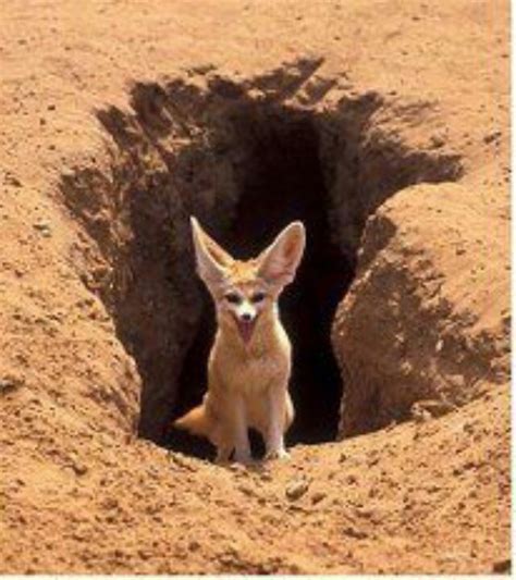 Desert Fox | Desert animals, Fox habitat, Fennec fox