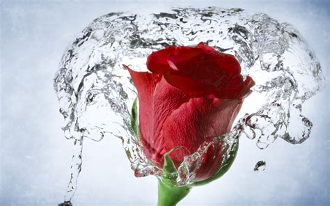 Rose with Water Drops Wallpaper - WallpaperSafari