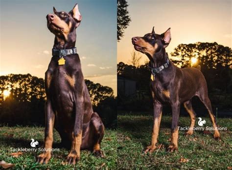 Doberman Photoshoot: 100+ Pictures of Dobermans