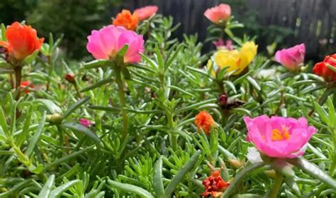 Portulaca Winter Care