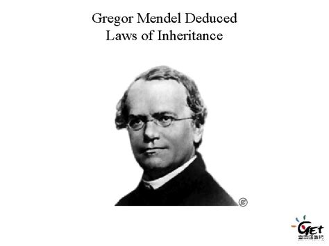 Gregor Mendel Deduced Laws of Inheritance Garden pea