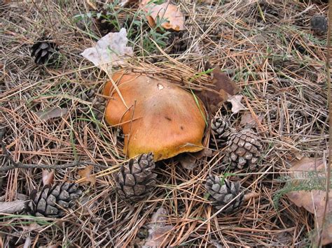 Pine Mushroom Stock Photos, Images and Backgrounds for Free Download