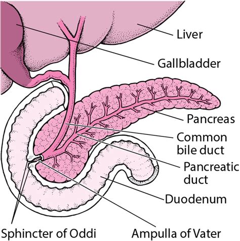 Acute Pancreatitis - Digestive Disorders - MSD Manual Consumer Version