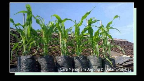 √ Cara Menanam Jagung Di Dalam Polybag dengan Baik dan Benar