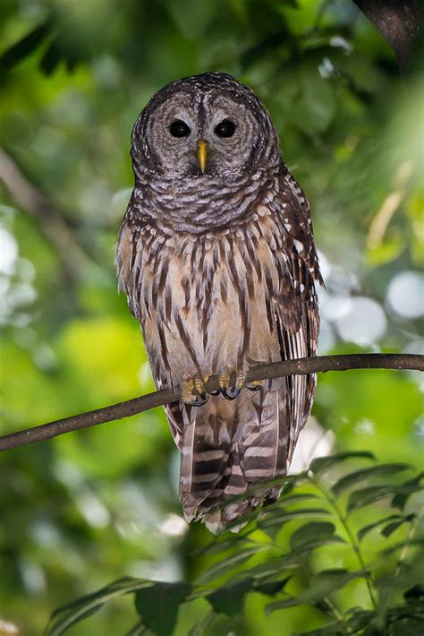 Backyard Barred Owl | WP3 Photography