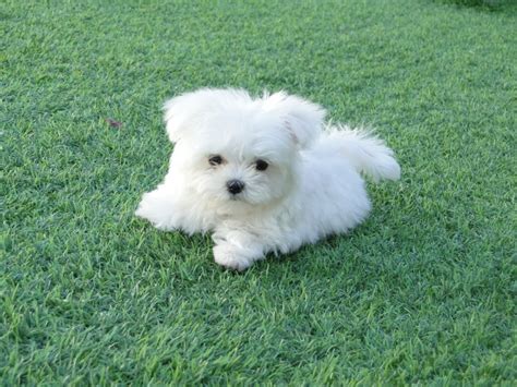 88+ Bichon Maltes Mini Adulto Tamano - l2sanpiero