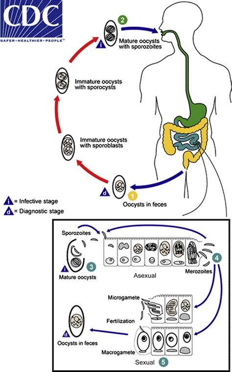 Life cycle of Cystoisospora belli. Reproduced from... | Download ...