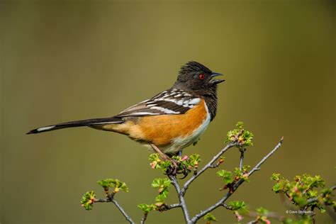 Towhee Song | Jefferson County, CO | Dave Showalter Nature Photography