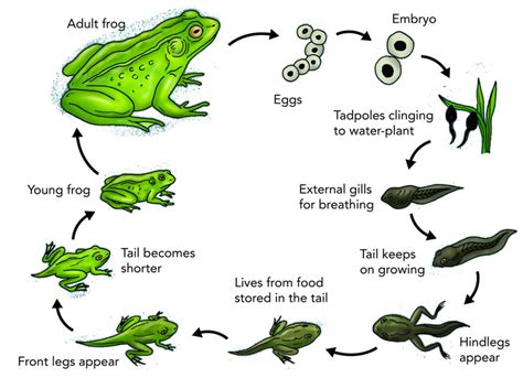 Metamorphosis in Frog | Type and stages of Metamorphosis in Frog