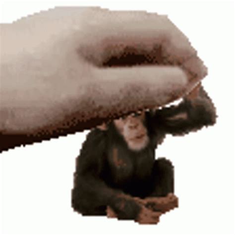 Monkey Sticker - Monkey - Discover & Share GIFs