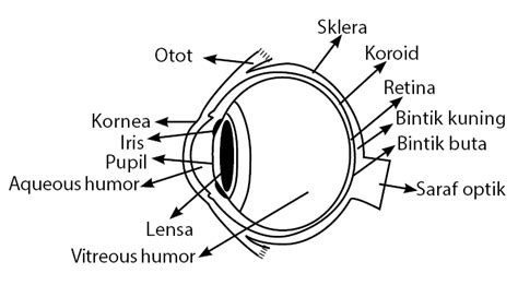 Gambar Mata Dan Bagiannyahitam Putih