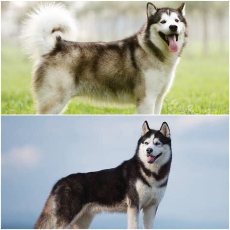 Malamute vs Husky: All 10 Differences Explained - Marvelous Dogs