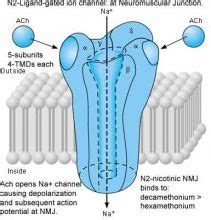 Nicotinic receptors| Their Types, properties and functions in the body