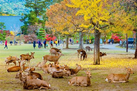 10 Best Things to Do for Couples in Nara - What to Do on a Romantic Trip to Nara? - Go Guides