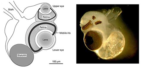 Amazing facts about the box jellyfish