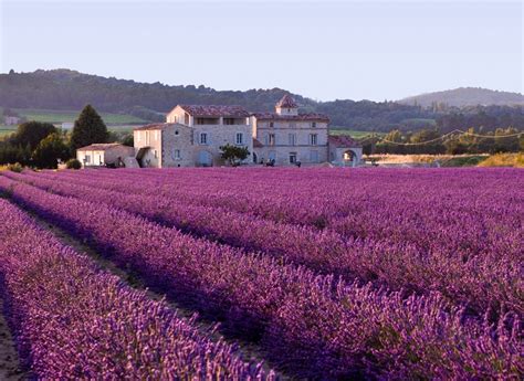 Lavender fields Provence - France - XciteFun.net