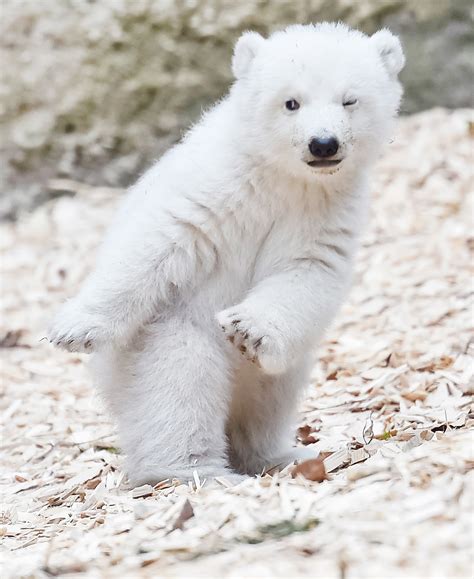 Baby Polar Bear Images | www.pixshark.com - Images Galleries With A Bite!