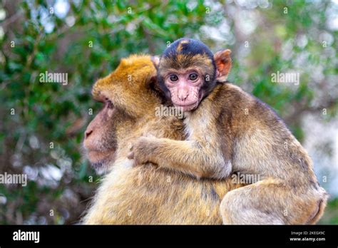 Barbary Macaque mother monkey with an infant on her back at the Apes' Den, Upper Rock Nature ...