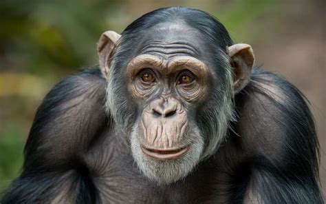 810 Chimpanzee Names with Their Meanings - Name Doa